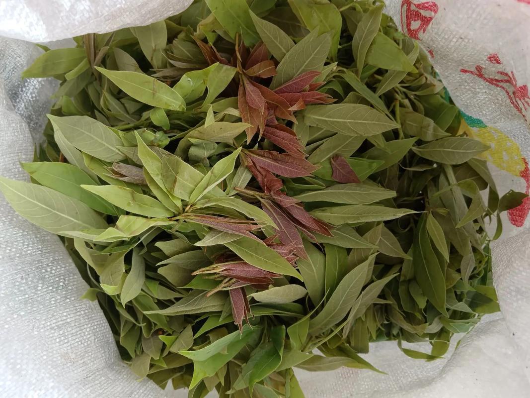 老鹰茶的学名叫什么