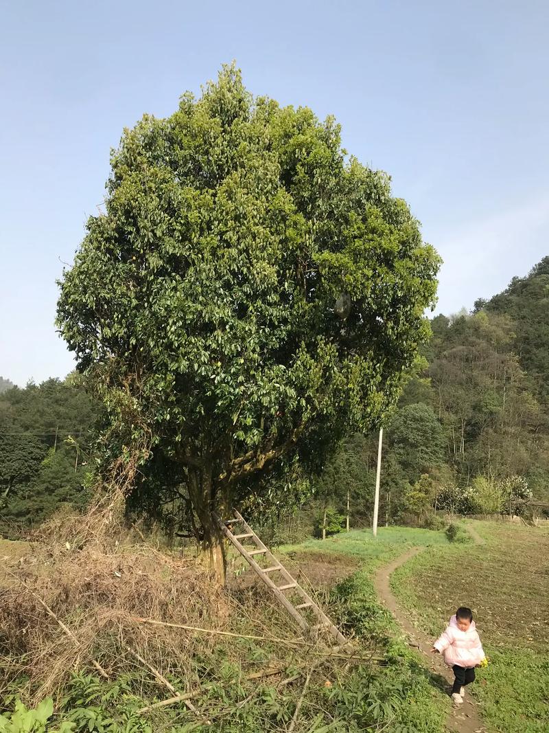 老鹰茶是什么树种