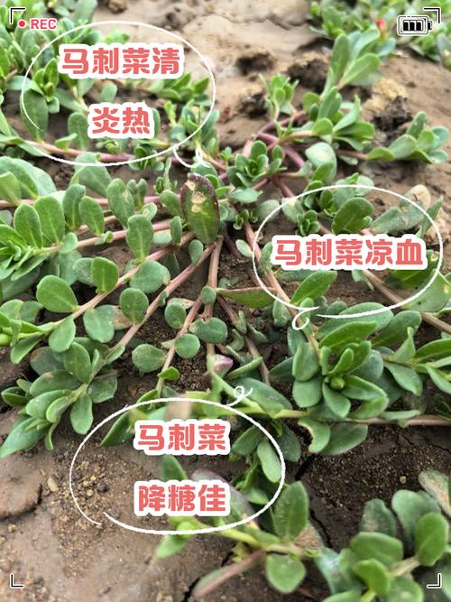 马刺根不能和什么一起吃