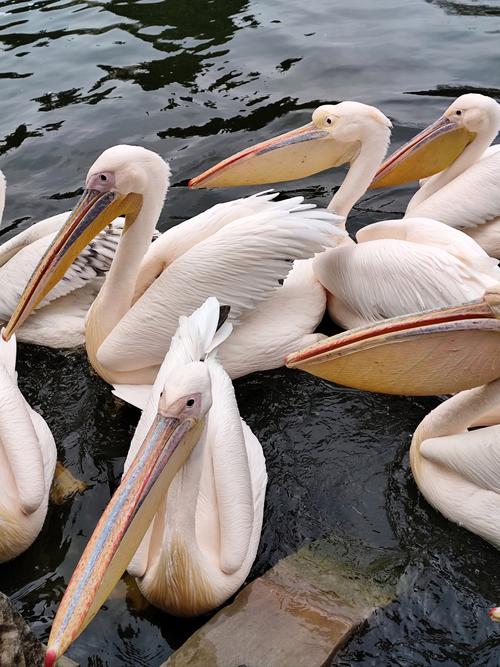 鹈鹕的喙巨大如袋,适合吃什么