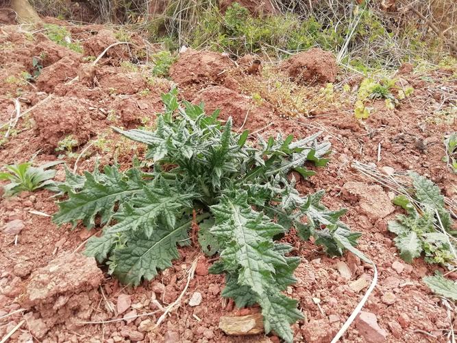 马刺根和什么食物相克