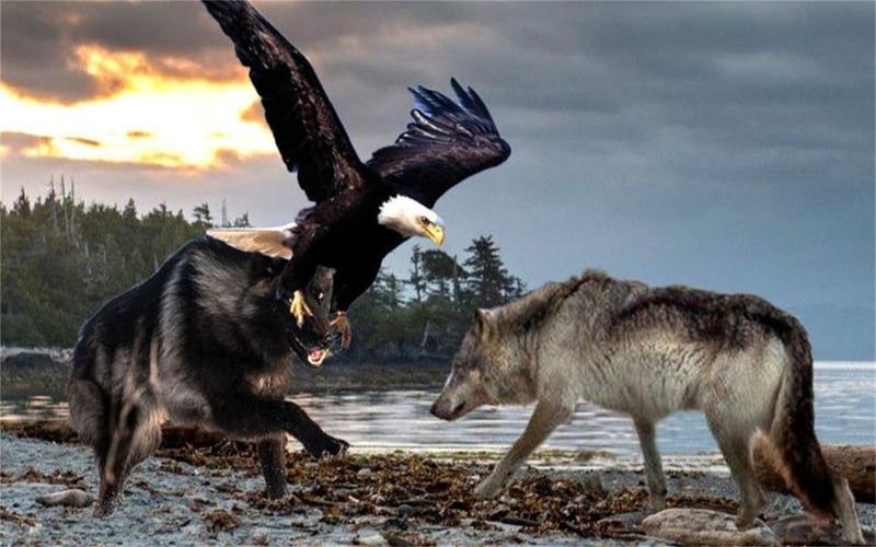 老鹰和狼打架