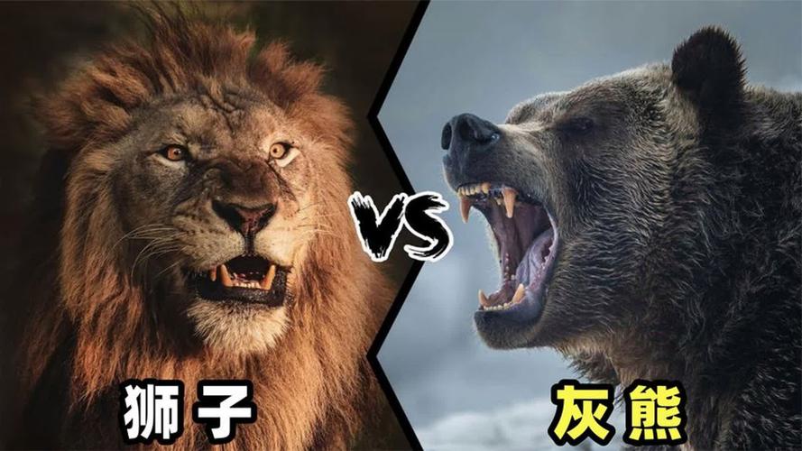 大灰熊和老虎哪个厉害