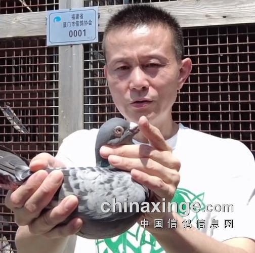 2021赛鸽世界杯专环查询：揭秘速度与激情的赛鸽传奇