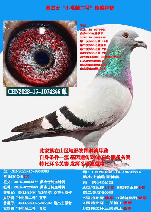 2020信鸽世界杯赛专环：蓝天下的速度与激情