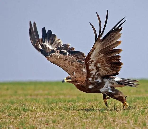 2018乌拉圭雄鹰振翅高飞，世界杯赛场展翅翱翔